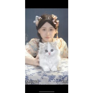  米努特 母MM米努特/母MM/银虎斑加白/2024-01-25