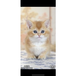  曼基康(矮脚猫) 公DD曼基康(矮脚猫)/公DD/金渐层色/2024-02-18