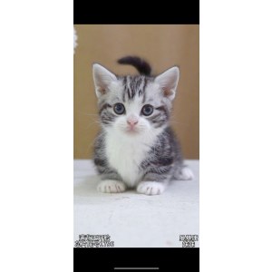  曼基康(矮脚猫) 母MM曼基康(矮脚猫)/母MM/2024-02-25