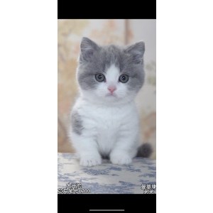  曼基康(矮脚猫) 公DD曼基康(矮脚猫)/公DD/蓝白色/2024-02-20