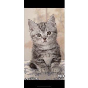  曼基康(矮脚猫) 公DD曼基康(矮脚猫)/公DD/虎斑/2024-02-20