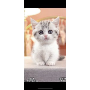  曼基康(矮脚猫) 公DD曼基康(矮脚猫)/公DD/起司/2024-03-05