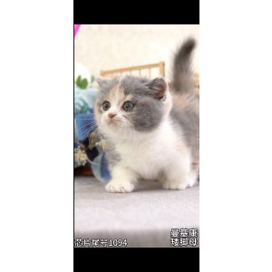 曼基康(矮脚猫) 母MM曼基康(矮脚猫)
