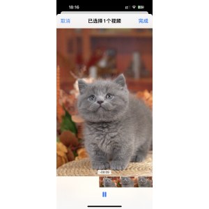  曼基康(矮脚猫) 公DD曼基康(矮脚猫)