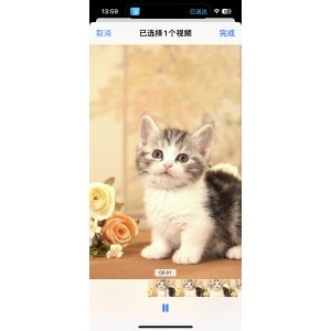  曼基康(矮脚猫) 公DD曼基康(矮脚猫)