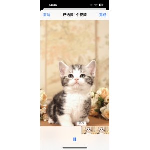 曼基康(矮脚猫) 公DD曼基康(矮脚猫)