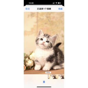  曼基康(矮脚猫) 公DD曼基康(矮脚猫)