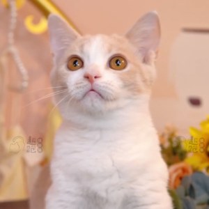  曼基康(矮脚猫) 母MM曼基康(矮脚猫)