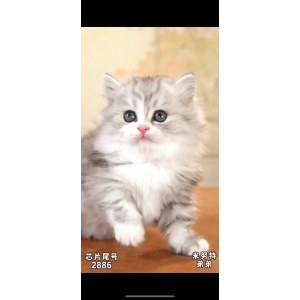  拿破仑(矮脚猫) 公DD拿破仑(矮脚猫)/公DD/银加白/2024-04-08