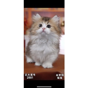  拿破仑(矮脚猫) 母MM拿破仑(矮脚猫)/母MM/金加白/2024-04-03