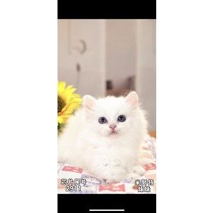  拿破仑(矮脚猫) 母MM拿破仑(矮脚猫)/母MM/白色/2024-04-23