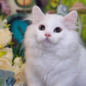  拿破仑(矮脚猫) 公DD拿破仑(矮脚猫)