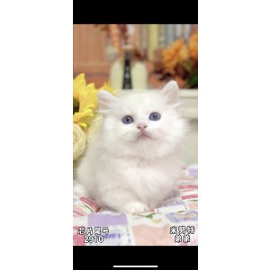  拿破仑(矮脚猫) 公DD拿破仑(矮脚猫)