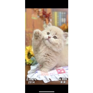  拿破仑(矮脚猫) 公DD拿破仑(矮脚猫)/公DD/乳色/2024-04-18
