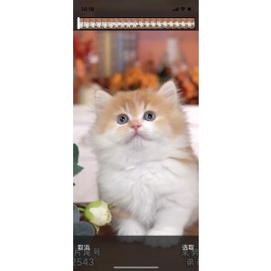  拿破仑(矮脚猫) 公DD拿破仑(矮脚猫)/公DD/红白色/2024-04-21