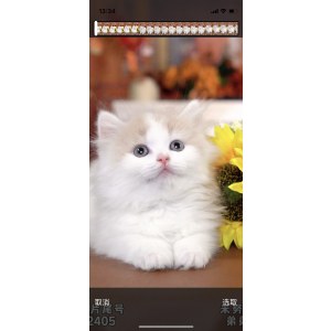  拿破仑(矮脚猫) 公DD拿破仑(矮脚猫)/公DD/乳白色/2024-04-26