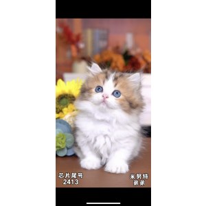  拿破仑(矮脚猫) 公DD拿破仑(矮脚猫)/公DD/金加白/2024-04-21