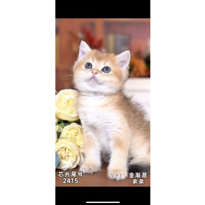  英短金渐层/蓝金/金点 公DD英短金渐层/蓝金/金点/公DD/金渐层色/2024-04-21