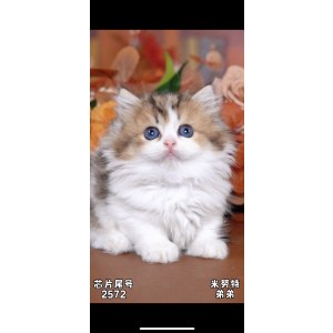  拿破仑(矮脚猫) 公DD拿破仑(矮脚猫)/公DD/金加白/2024-04-25