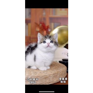 曼基康(矮脚猫) 母MM曼基康(矮脚猫)