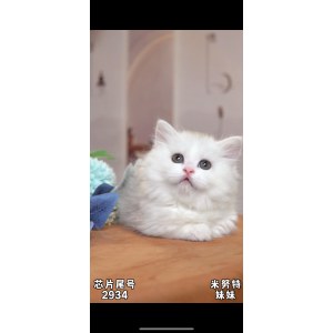  拿破仑(矮脚猫) 母MM拿破仑(矮脚猫)/银加白/2024-05-08