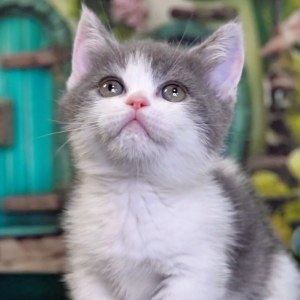  曼基康(矮脚猫) 公DD曼基康(矮脚猫)