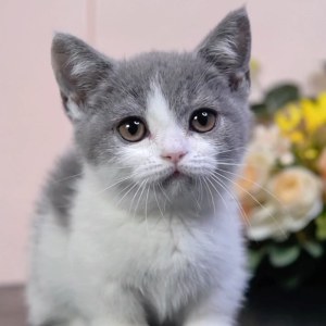  曼基康(矮脚猫) 公DD曼基康(矮脚猫)