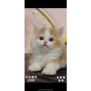  拿破仑(矮脚猫) 公DD拿破仑(矮脚猫)/公DD/红白色/2024-07-05
