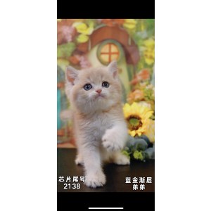  英短金渐层/蓝金/金点 公DD英短金渐层/蓝金/金点