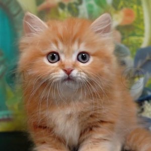  拿破仑(矮脚猫) 拿破仑(矮脚猫)/红色/2024-07-03