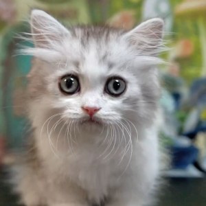  拿破仑(矮脚猫) 公DD拿破仑(矮脚猫)/公DD/银加白/2024-07-01