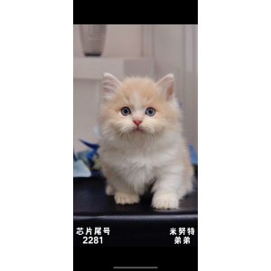  拿破仑(矮脚猫) 拿破仑(矮脚猫)