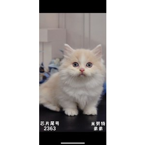  拿破仑(矮脚猫) 拿破仑(矮脚猫)