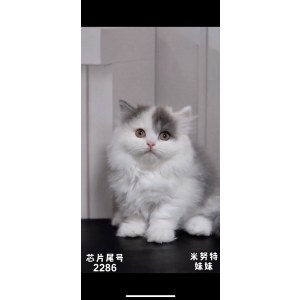  拿破仑(矮脚猫) 母MM拿破仑(矮脚猫)/母MM/三色/2024-07-04