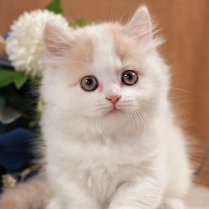  拿破仑(矮脚猫) 公DD拿破仑(矮脚猫)