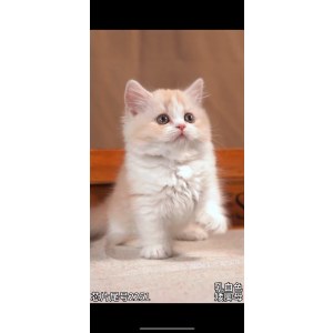  拿破仑(矮脚猫) 母MM拿破仑(矮脚猫)