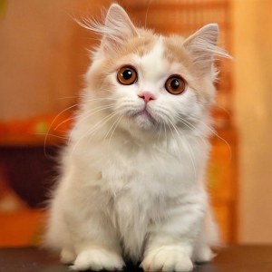  拿破仑(矮脚猫) 公DD拿破仑(矮脚猫)/公DD/乳白色/