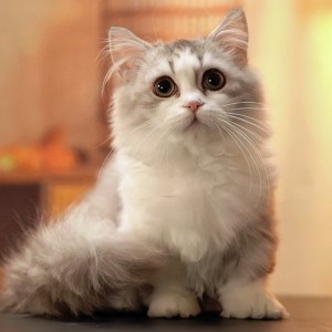  拿破仑(矮脚猫) 公DD拿破仑(矮脚猫)/公DD/金加白/2024-07-17