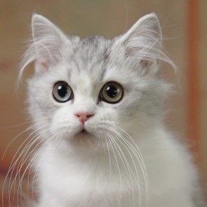  拿破仑(矮脚猫) 公DD拿破仑(矮脚猫)/公DD/银加白/2024-07-17