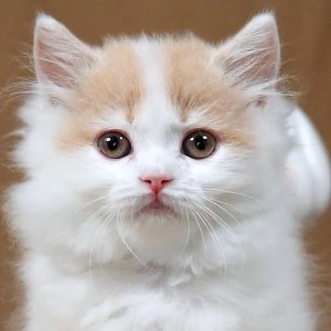  拿破仑(矮脚猫) 公DD拿破仑(矮脚猫)/公DD/乳白色/2024-07-18