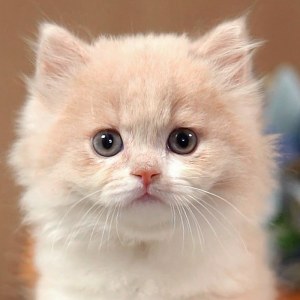  拿破仑(矮脚猫) 公DD拿破仑(矮脚猫)