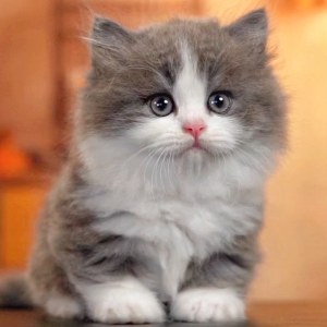  拿破仑(矮脚猫) 公DD拿破仑(矮脚猫)