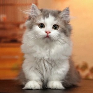  拿破仑(矮脚猫) 公DD拿破仑(矮脚猫)