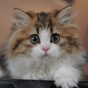  拿破仑(矮脚猫) 公DD拿破仑(矮脚猫)