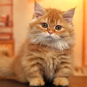  拿破仑(矮脚猫) 公DD拿破仑(矮脚猫)/公DD/红白色/2024-08-23