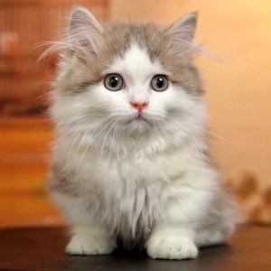  拿破仑(矮脚猫) 公DD拿破仑(矮脚猫)