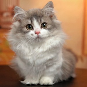  拿破仑(矮脚猫) 母MM拿破仑(矮脚猫)