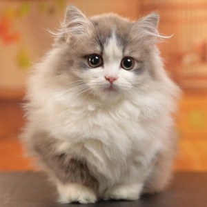  拿破仑(矮脚猫) 公DD拿破仑(矮脚猫)