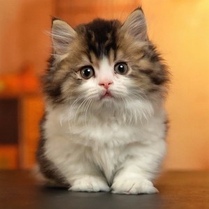  拿破仑(矮脚猫) 公DD拿破仑(矮脚猫)