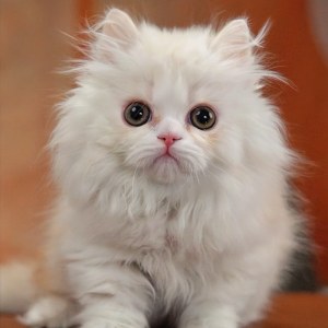  拿破仑(矮脚猫) 公DD拿破仑(矮脚猫)